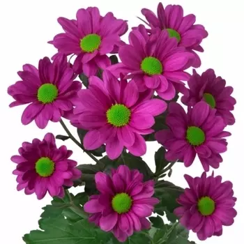 Хризантема Кустовая Ромашка Малиновая