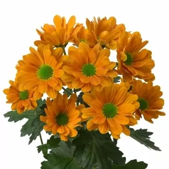 Хризантема Кустовая Ромашка Оранжевая