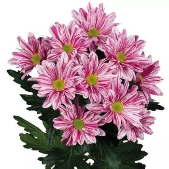 Хризантема Кустовая Ромашка Стилист