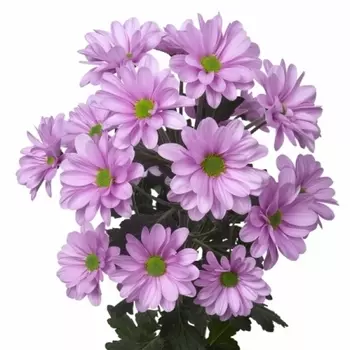 Хризантема Кустовая Ромашка Светло-Розовая