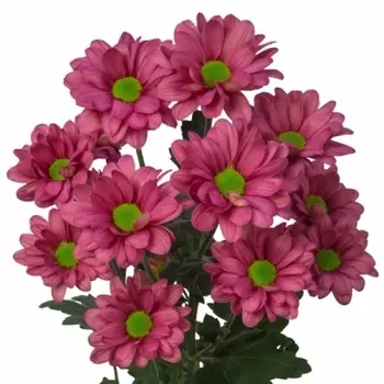 Хризантема Кустовая Ромашка Вишневая