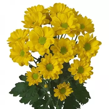 Хризантема Кустовая Ромашка Желтая