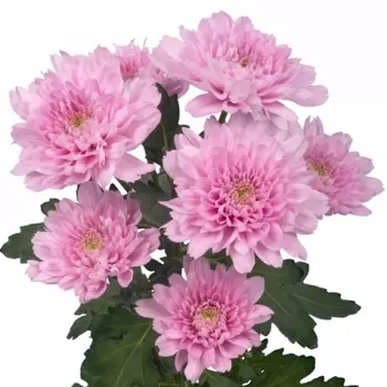Хризантема Кустовая Розовая