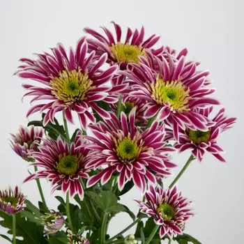 Хризантема Кустовая Саба