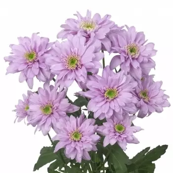 Хризантема Кустовая Сиреневая