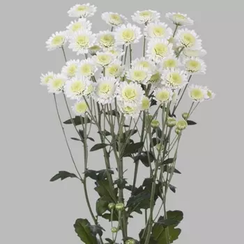 Хризантема Кустовая Сталлион Белая