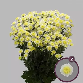 Хризантема Кустовая Стиллион Кремовая