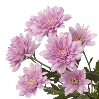Хризантема Кустовая Светло-Розовая