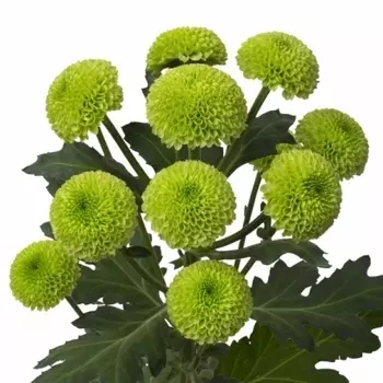 Хризантема Кустовая Зеленая