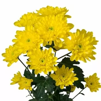 Хризантема Кустовая Желтая