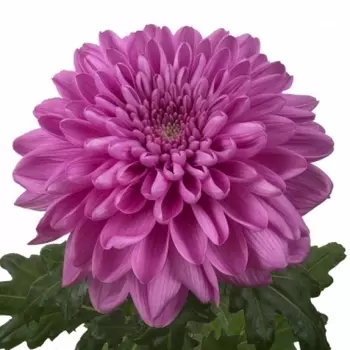 Хризантема Малиновая