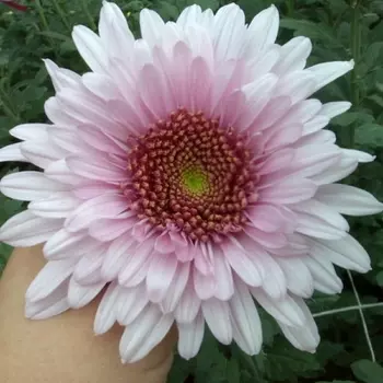 Хризантема Малиново-Розовая