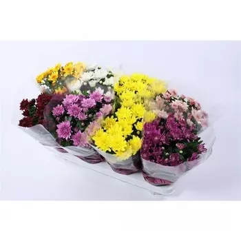 Хризантема Mix в горшке 14/30