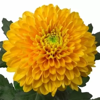 Хризантема Оранжевая