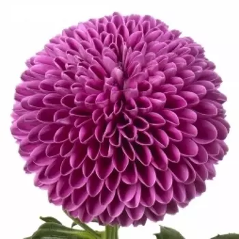 Хризантема Помпон Малиновая