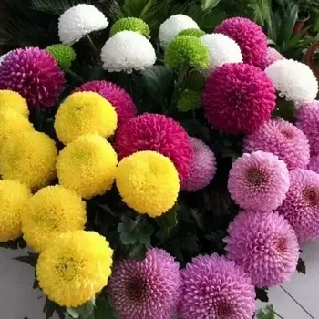 Хризантема Помпон Микс