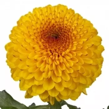 Хризантема Помпон Оранжевая