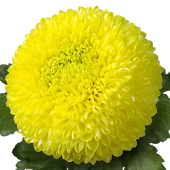 Хризантема Помпон Желтая