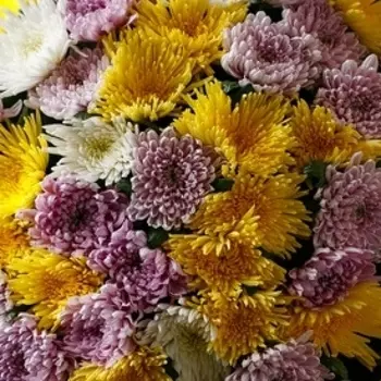 Хризантема Микс