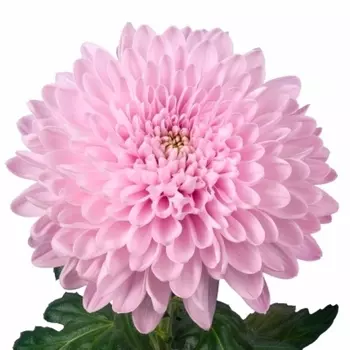 Хризантема Розовая