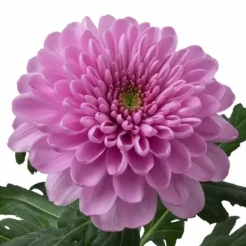 Хризантема Сиреневая