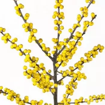 Илекс Citronella