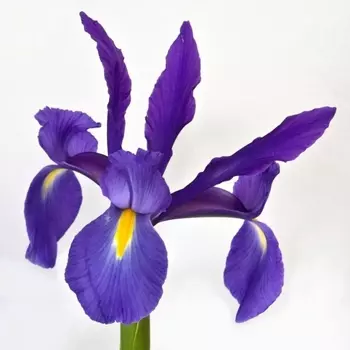 Ирис Синий