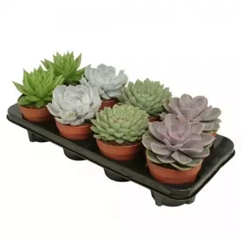 Эхеверия в горшке 12/18