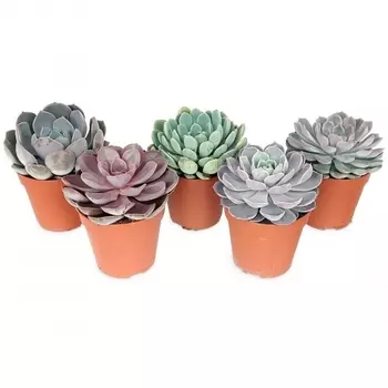 Эхеверия в горшке 5,5/8