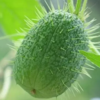 Эхиноцистис