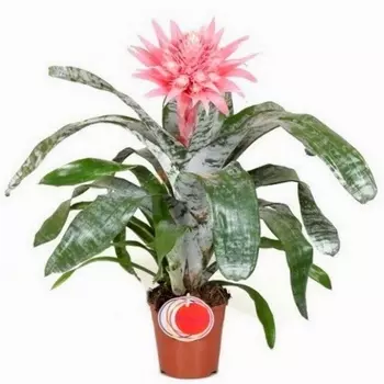 Эхмея Примера 15/60