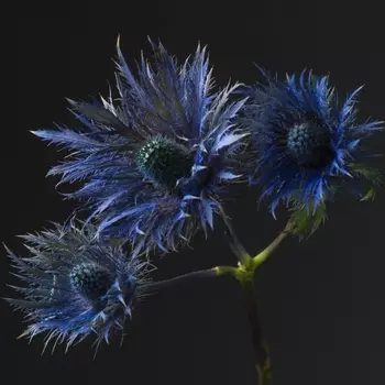 Эрингиум Синий