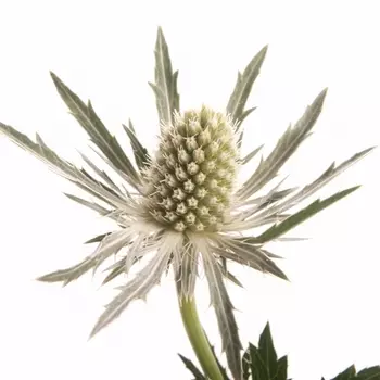Эрингиум Зеленый