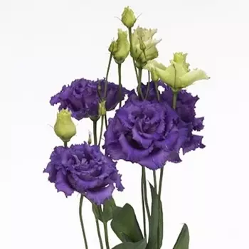 Лизиантус Фиолетовый