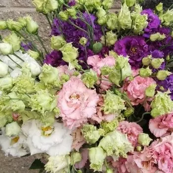 Лизиантус Микс