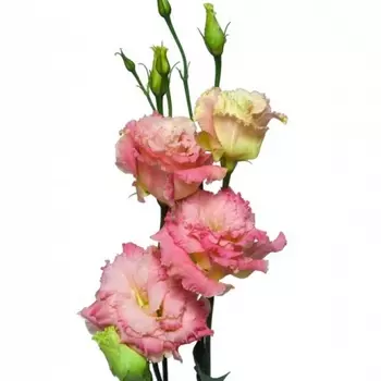 Лизиантус Розовый