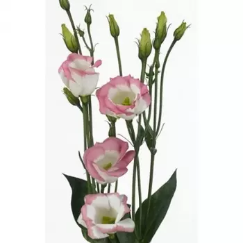 Эустома Бело-Розовая