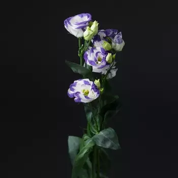 Эустома Бело-Сиреневая