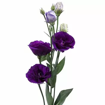 Эустома Фиолетовая