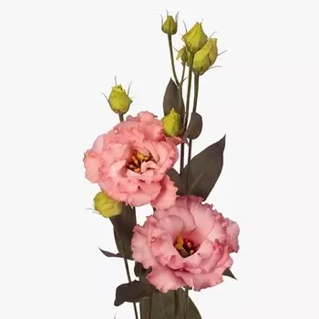 Эустома Коралловая