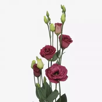 Эустома Красная