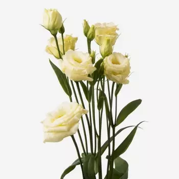 Эустома Кремовая