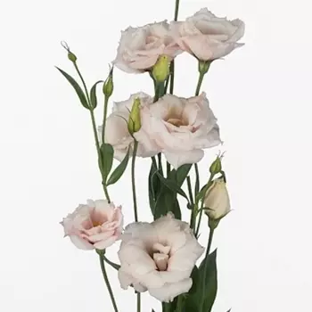 Эустома Нежно-Розовая