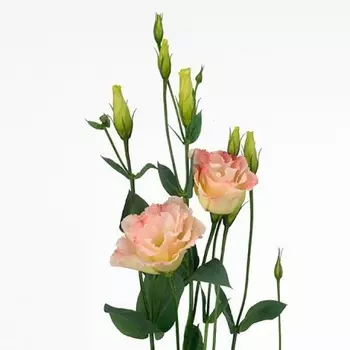 Эустома Оранжевая