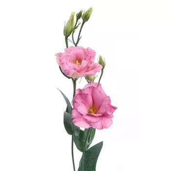 Эустома Розовая