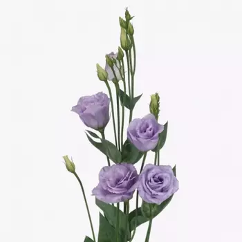 Эустома Сиреневая