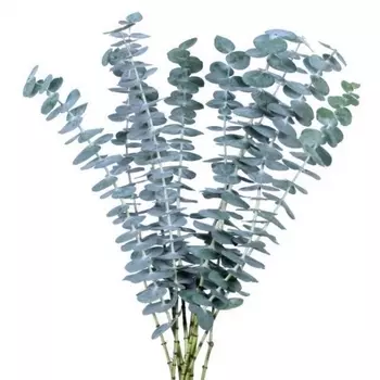 Эвкалипт Baby Blue