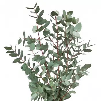 Эвкалипт Цинерия