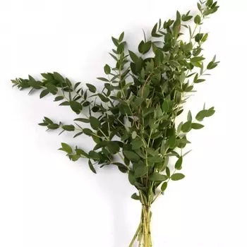 Эвкалипт Parvifolia