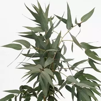 Эвкалипт Pauciflora